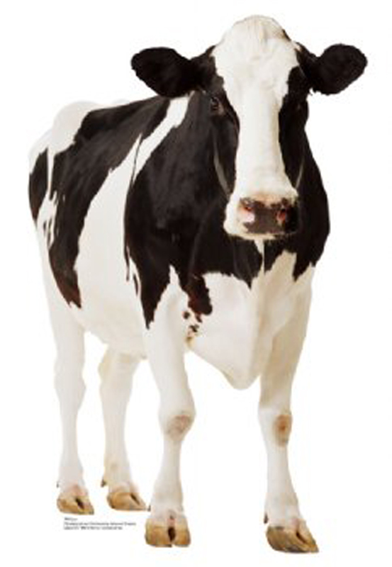 Cow Life-Size Cardboard Stand-Up
