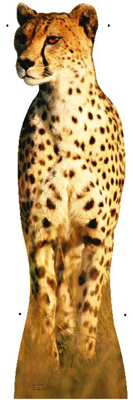 Cheetah Life-Size Cardboard Stand-Up