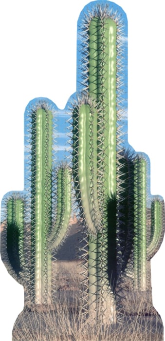 584 Cactus - Pair Life-Size Cardboard Stand-Up