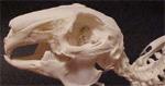 Picture of C & A Scientific 51004 Rabbit Skeleton