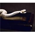 C & A Scientific 51016 Non-Poisonous Snake Skeleton C & A Scientific 51016 Non-Poisonous Snake Skeleton