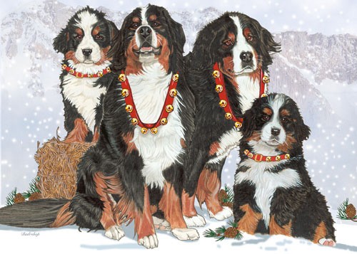 Picture of Pipsqueak Productions C523 Holiday Boxed Cards- Bernese Mountain Dog