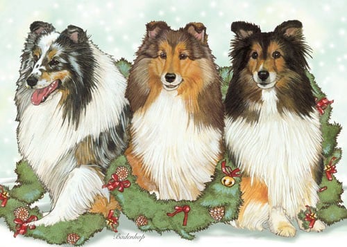 Picture of Pipsqueak Productions C524 Holiday Boxed Cards- Shetland Sheepdogs