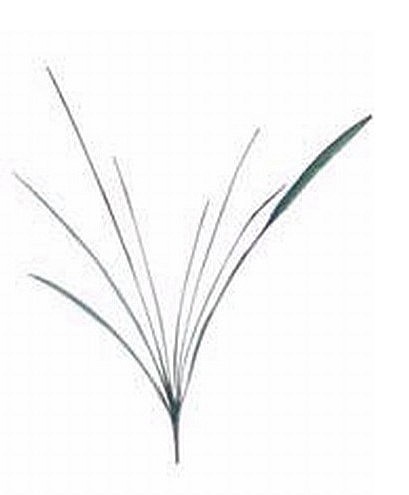 Picture of  JYL823-GR-FS 43 Inch Cymbidium Orchid Leaf Spray with 8 Leaves Frosted Green - Pack of 12