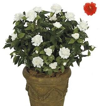 28 Inch Large Gardenia Bush - Red