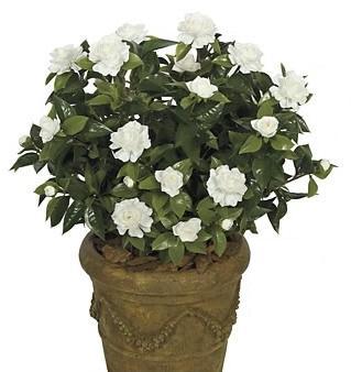 A-073W - 28 Inch Large Gardenia Bush - White