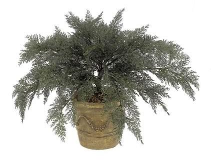 Picture of Autograph Foliages A-081 - 37 Inch Large Spreading Juniper - Green