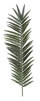 Picture of Autograph Foliages A-1190 - 66 Inch Giant Palm Branch - Green