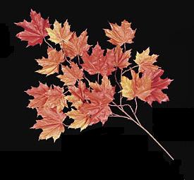Picture of Autograph Foliages P-005RO - 33 Inch Sugar Maple Branch - Red-Orange - Dozen
