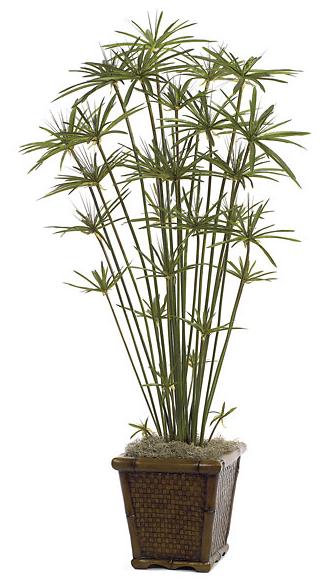 6 Foot Papyrus With 27 Heads - Green