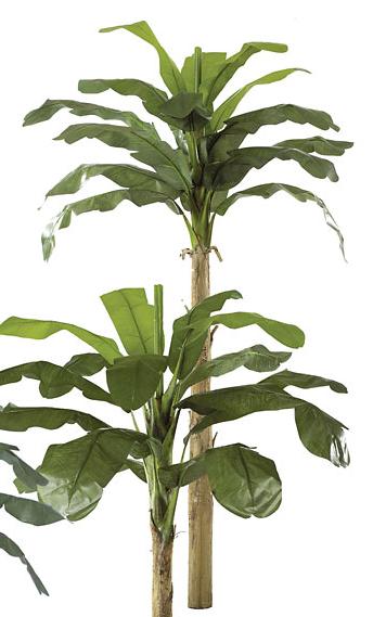 P-0772 - 12 Foot Banana Palm - Green