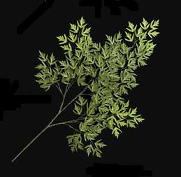 Picture of Autograph Foliages P-201 - 24 Inch Ming Aralia Branch - Green - Dozen