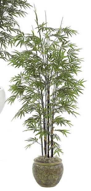 7 Foot Japanese Bamboo Tree - Black Stem