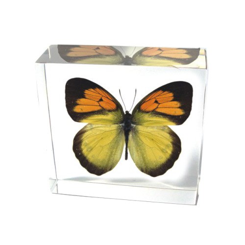 BF02 Real Bug Butterfly-Butterfly-Yellow Orange Tip