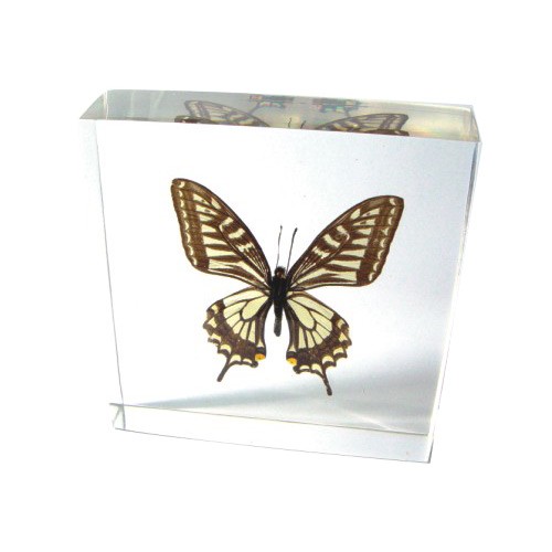 Picture of Ed Speldy East BF12 Real Bug Butterfly-Butterfly-Five-bar Swordtail