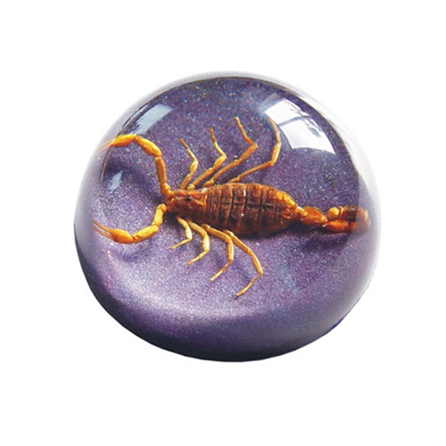 TC102 Real Bug Terrain-Small-Scorpion-Purple Background