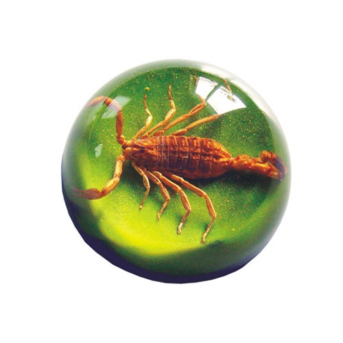 TC103 Real Bug Terrain-Small-Scorpion-Green Background
