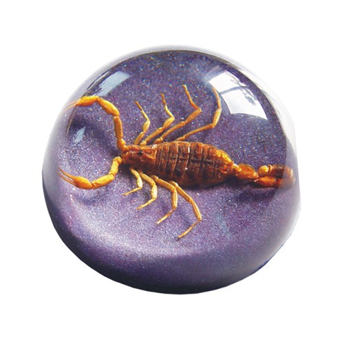 TC202 Real Bug Terrain-Medium-Scorpion-Purple Background