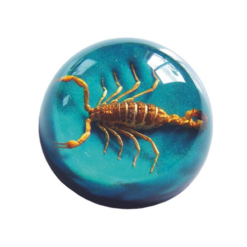 TC204 Real Bug Terrain-Medium-Scorpion-Blue Background