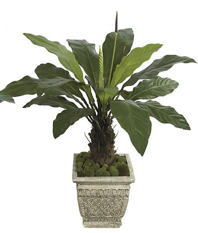 PF-70010 - 51 Inch Anthurium Plant - Two-Tone Green