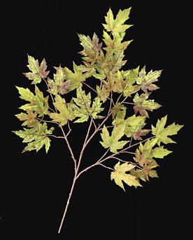 Picture of Autograph Foliages PR-004GR - 28 Inch Fire Retardant Rock Maple Branch - Green-Rust - Dozen