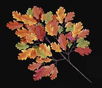 Picture of Autograph Foliages PR-1094 - 23 Inch Fire Retardant Oak Branch - Red-Orange - Dozen
