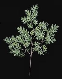 Picture of Autograph Foliages PR-400 - 38 Inch Pin Oak Branch - Green - Dozen