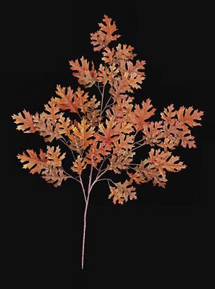 Picture of Autograph Foliages PR-400OR - 38 Inch Pin Oak Branch - Orange - Dozen