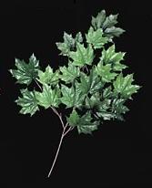 Picture of Autograph Foliages PR-401 - 33 Inch Fire Retardant Sugar Maple Branch - Dark Green - Dozen