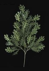 Picture of Autograph Foliages PR-414 - 37 Inch Fire Retardant Rounded Oak Branch - Green - Dozen