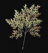 Picture of Autograph Foliages PR-462GB - 27 Inch Fire Retardant Small Pin Oak Branch - Green-Brown - Dozen