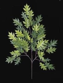 Picture of Autograph Foliages PR-4691 - 29 Inch Fire Retardant Pin Oak Branch - Two-Tone Green - Dozen