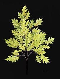 Picture of Autograph Foliages PR-4693 - 29 Inch Fire Retardant Pin Oak Branch - Light Green-Yellow - Dozen