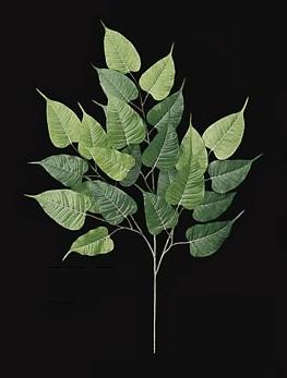 Picture of Autograph Foliages PR-717 - 31 Inch Fire Retardant Bo Ficus Branch - Green - Dozen