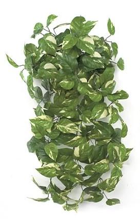Picture of Autograph Foliages PR-990 - 48 Inch Fire Retardant Pothos - Variegated