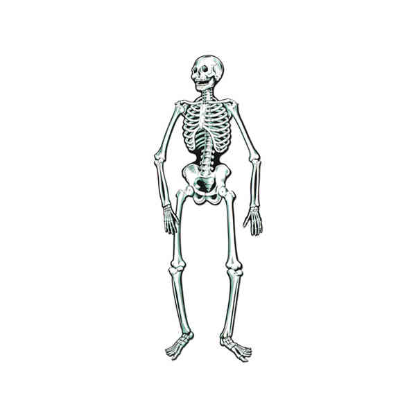 Beistle -  - Jointed Skeleton- Pack of 12