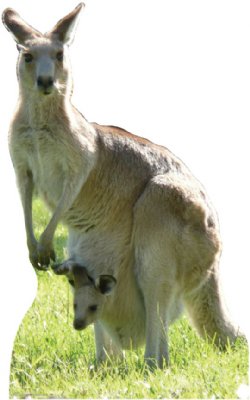 53 Kangaroo Life Size Cardboard Standup