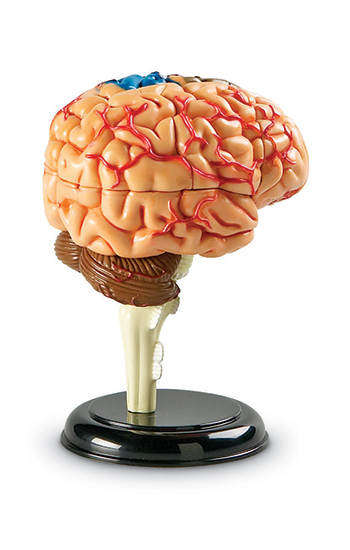 Picture of Learning Resources LER3335 Model Brain Anatomy