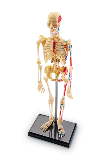 Picture of Learning Resources LER3337 Model Skeleton