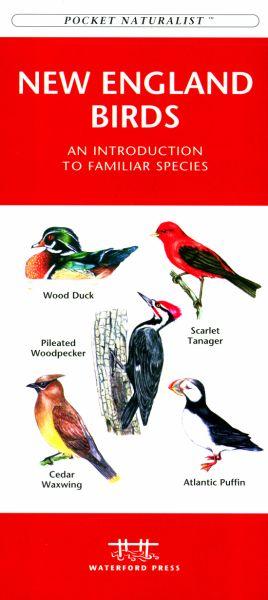 Picture of Waterford Press WFP1583551721 New England Birds Book: An Introduction to Familiar Species (Regional Nature Guides)