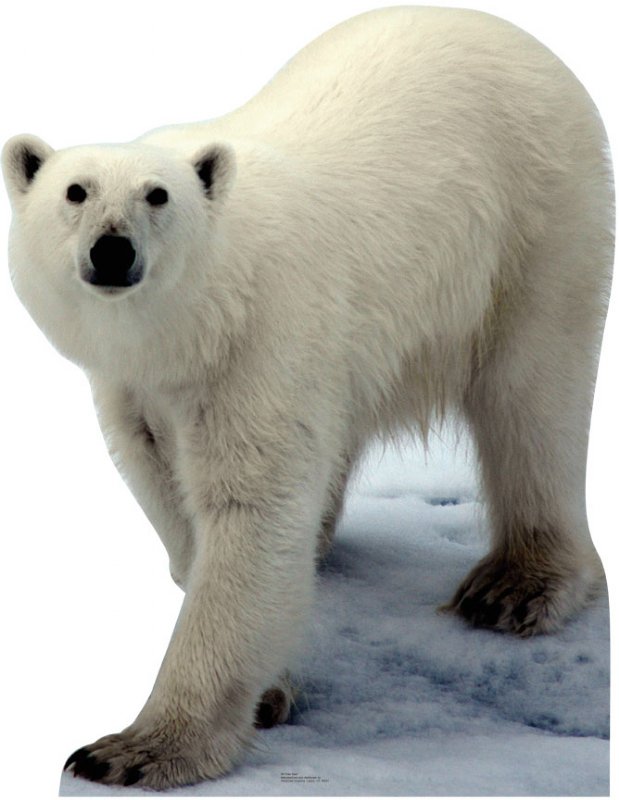 Polar Bear Life-Size Cardboard Stand-Up