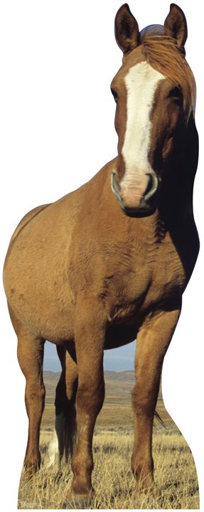 Horse Life-Size Cardboard Stand-Up