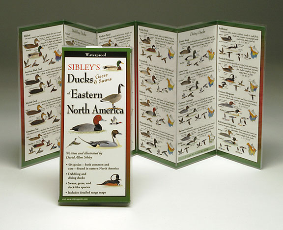 Picture of Sibleyapos;s Ducks Eastern North America Book