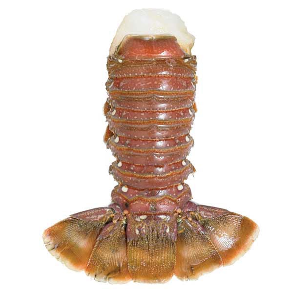 Picture of Lobster Gram WA8T8 EIGHT 8-10 OZ WEST AUSTRALIAN LOBSTER TAILS