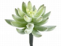 Picture of  CA9363-GR-FK 4 in. x 4 in. Agave Pick Flocked Green- Case of 24