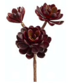 Picture of  CM4125-BU 10 in. Burgundy Hen-And-Chicks Stem X3- Case of 12