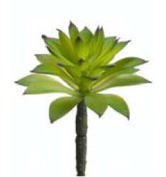 Picture of  CS1564-GR 6 in. Succulent Green- Case of 24