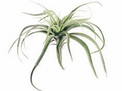 Picture of  CT7504-GR 13 in. Large Tillandsia Cactus Green- Case of 12