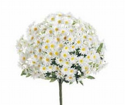 Picture of  FBD313-WH 17 in. White Daisy Bush x24- Case of 12