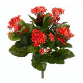 Picture of  FBK107-FL 13.5 in. Flame Kalanchoe Bush X5- Case of 6